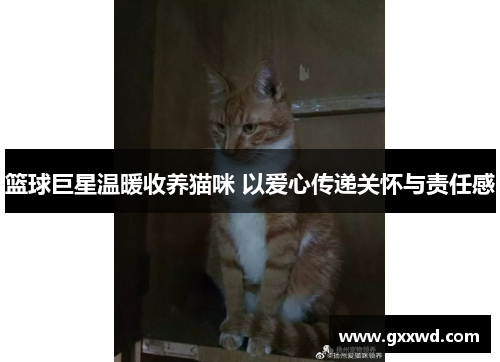 篮球巨星温暖收养猫咪 以爱心传递关怀与责任感